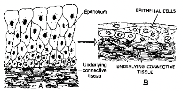 Covering and Lining Epithelium